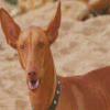 Beige Pharaoh Hound Diamond Paintings