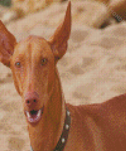 Beige Pharaoh Hound Diamond Paintings