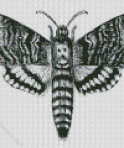 Black And White Death Moth Diamond Paintings