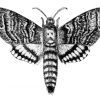 Black And White Death Moth Diamond Paintings