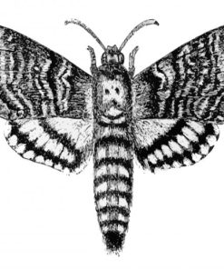 Black And White Death Moth Diamond Paintings