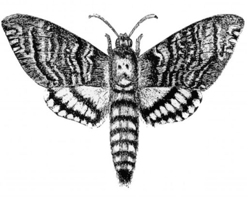 Black And White Death Moth Diamond Paintings