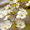 Blooming White Dogwoods Flowers Diamond Paintings