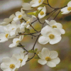 Blooming White Dogwoods Flowers Diamond Paintings