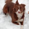 Brown Border Collie In Snow Diamond Paintings