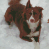 Brown Border Collie In Snow Diamond Paintings