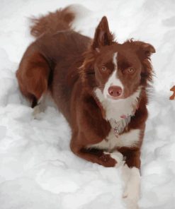 Brown Border Collie In Snow Diamond Paintings