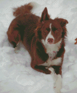 Brown Border Collie In Snow Diamond Paintings