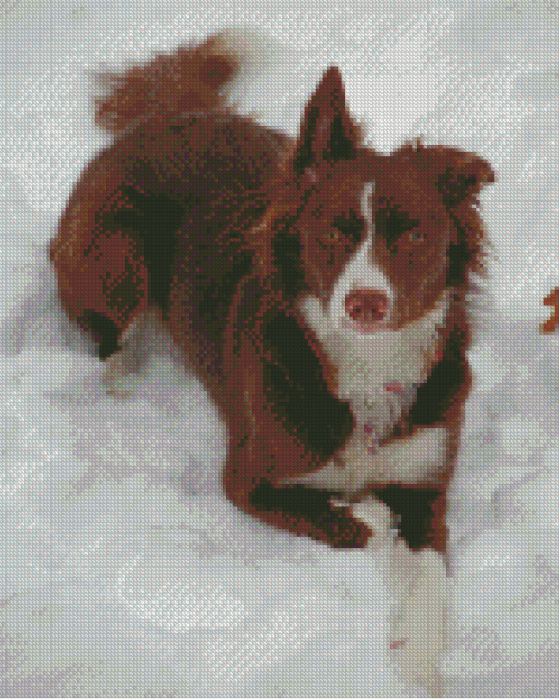 Brown Border Collie In Snow Diamond Paintings