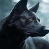 Close Up Black German Shepherd Diamond Paintings