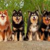 Finnish Lapphunds Diamond Paintings