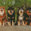 Finnish Lapphunds Diamond Paintings