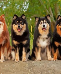 Finnish Lapphunds Diamond Paintings