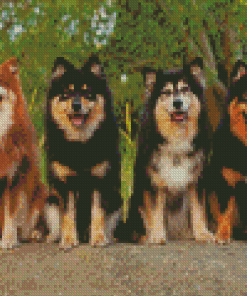 Finnish Lapphunds Diamond Paintings