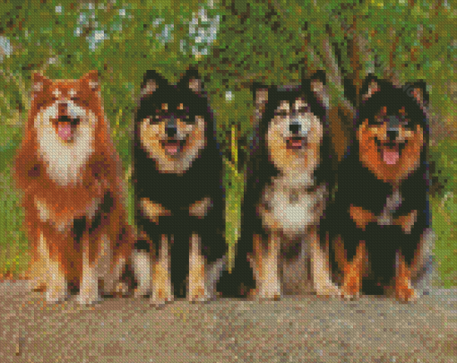 Finnish Lapphunds Diamond Paintings