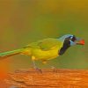 Green Jay Bird Diamond Paintings