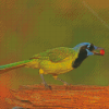 Green Jay Bird Diamond Paintings