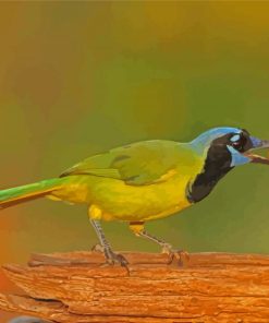 Green Jay Bird Diamond Paintings