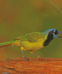 Green Jay Bird Diamond Paintings