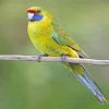 Green Rosella Diamond Paintings