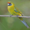 Green Rosella Diamond Paintings