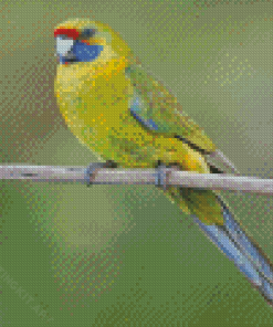 Green Rosella Diamond Paintings