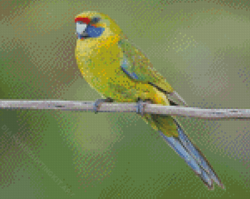 Green Rosella Diamond Paintings