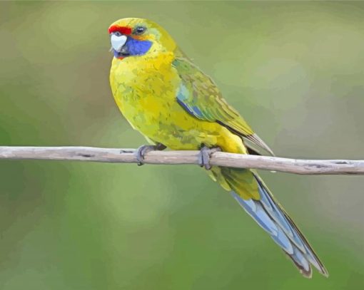 Green Rosella Diamond Paintings