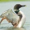 Loon Fishing On Lake Diamond Paintings