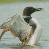 Loon Fishing On Lake Diamond Paintings