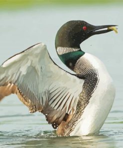 Loon Fishing On Lake Diamond Paintings