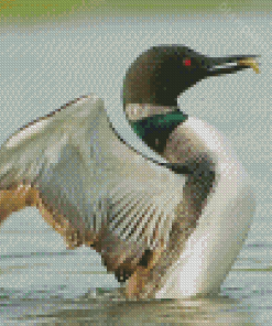 Loon Fishing On Lake Diamond Paintings