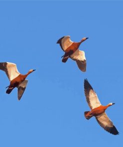 Mallard Ducks Flying Diamond Paintings