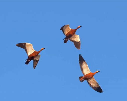 Mallard Ducks Flying Diamond Paintings