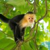 Panamanian White Faced Capuchin Diamond Paintings