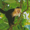 Panamanian White Faced Capuchin Diamond Paintings