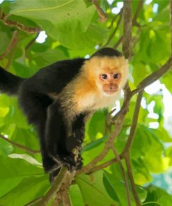 Panamanian White Faced Capuchin Diamond Paintings