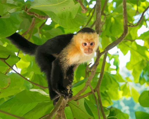 Panamanian White Faced Capuchin Diamond Paintings