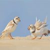 Piping Plover Birds Diamond Paintings