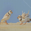 Piping Plover Birds Diamond Paintings