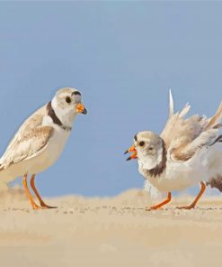 Piping Plover Birds Diamond Paintings