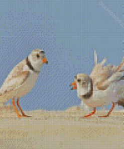 Piping Plover Birds Diamond Paintings