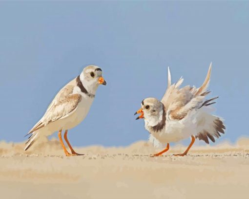 Piping Plover Birds Diamond Paintings