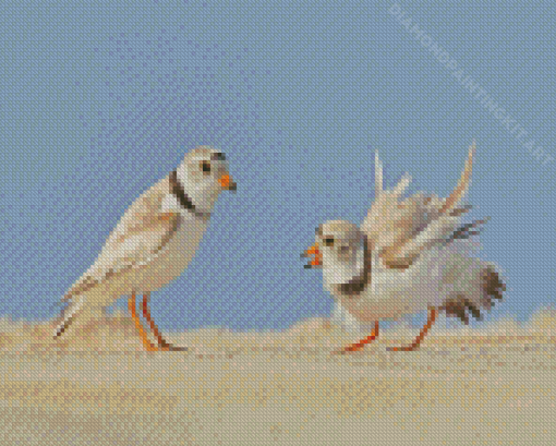 Piping Plover Birds Diamond Paintings