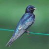 Purple Martin On Stick Diamond Paintings