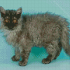 Selkirk Rex Cat Diamond Paintings