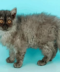 Selkirk Rex Cat Diamond Paintings