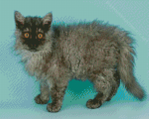 Selkirk Rex Cat Diamond Paintings