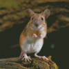 Small Field Mouse Diamond Paintings