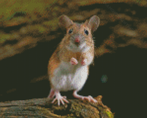 Small Field Mouse Diamond Paintings